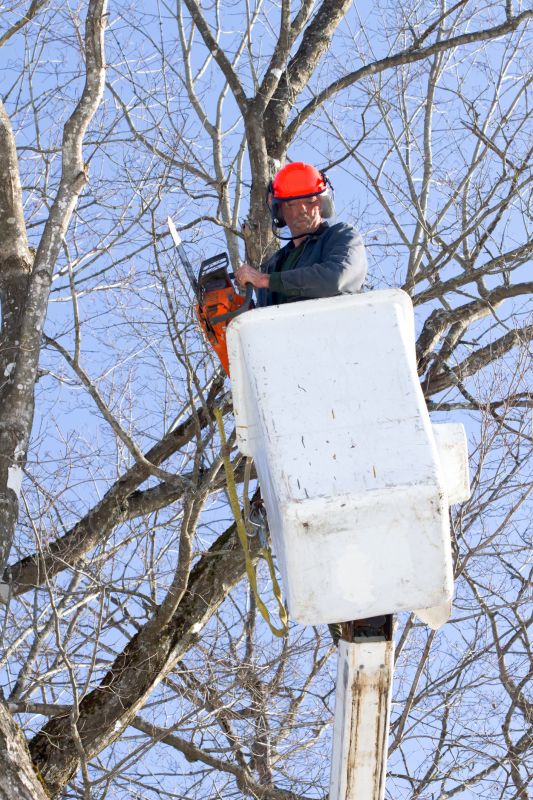 Maple Tree Removal