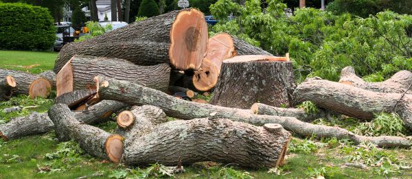 Large Tree Removal in College Station