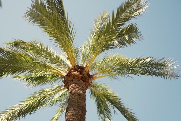 Palm Tree Removal in College Station