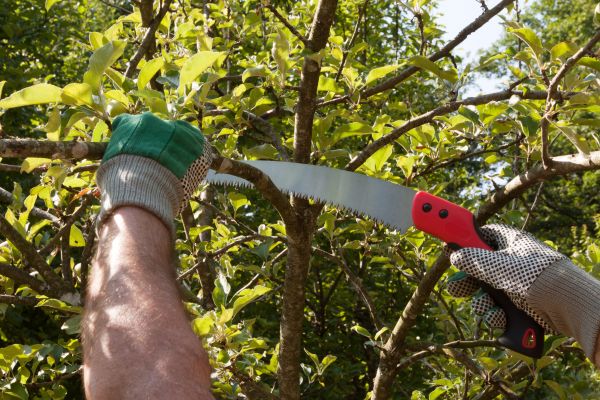 Small Tree Removal in College Station
