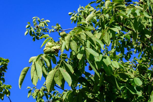 Walnut Tree Removal in College Station