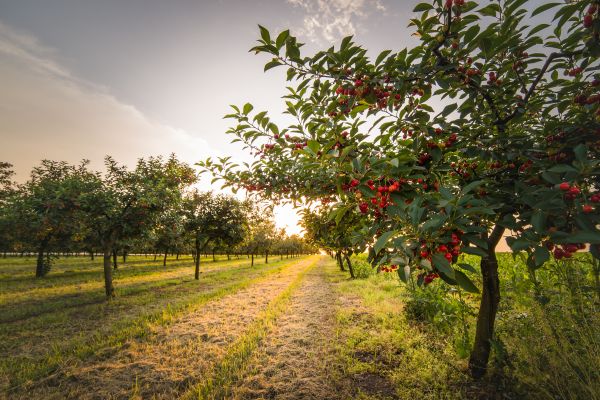 Cherry Tree Removal in College Station