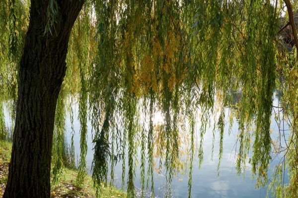 Willow Tree Removal in College Station