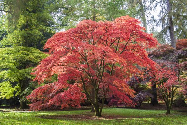 Maple Tree Removal in College Station