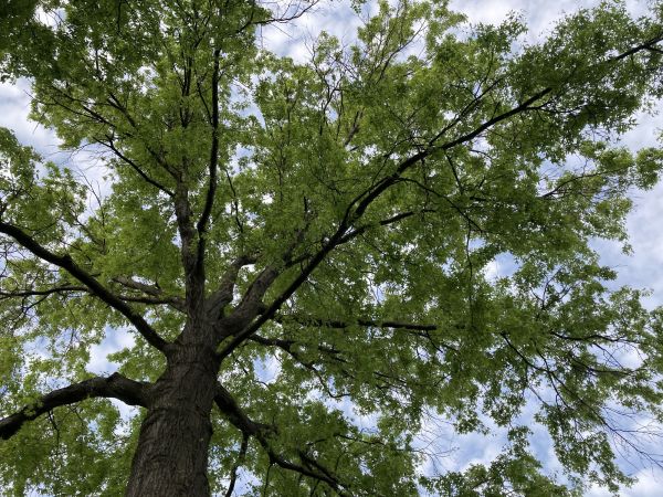 Oak Tree Removal in College Station