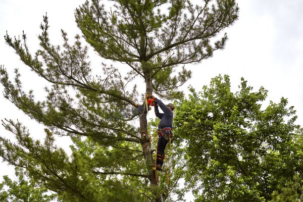 Pine Tree Removal in College Station