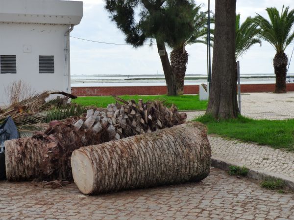 Palm Trees Removal in College Station