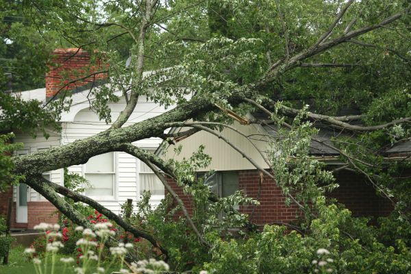 Emergency Tree Removal in College Station