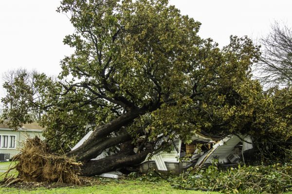 Fallen Tree Removal in College Station