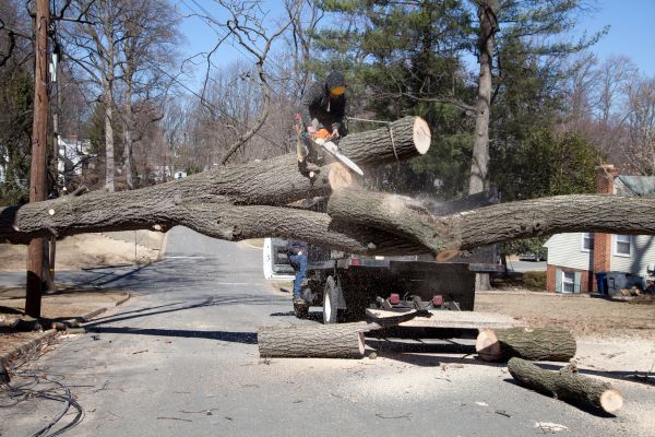 Residential Tree Removal in College Station